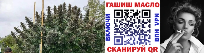 как найти   Алзамай  ТГК концентрат 